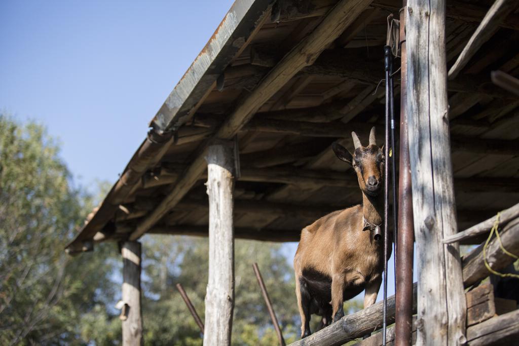 Agriturismo Da Attilio Cannobio Eksteriør billede