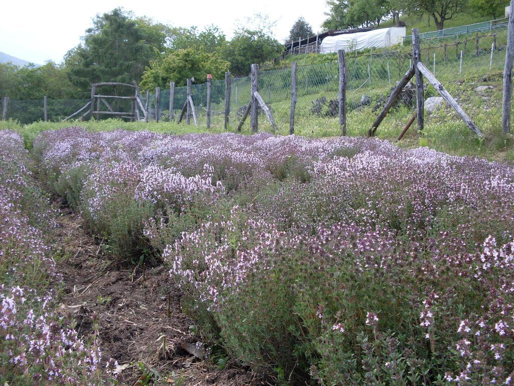 Agriturismo Da Attilio Cannobio Eksteriør billede